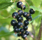 807425316002 Black Currant Cassis Essential Oil All Natural Big