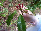 807425325400 Gemlite Clove Essential Oil All Natural Uncut Oz