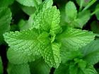 807425373005 Gemlite Peppermint Essential Oil Cool Uncut All Natural