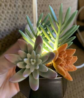 Bath & Body Works 667558202609 And Geo Succulent Nightlight Wallflowers Projector Plug I
