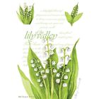 Fresh Scents Scented Sachets Lily Of The Valley Lot 6 671770006853