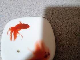 Nippon Kodo 4902125385368 Goldfish Incense Holder Made In Japan