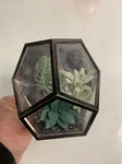 Bath & Body Works Wallflowers Plug In Succulent Terrarium Plant. Fixed Price $14.50.