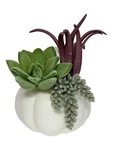 Bath & Body Works Pumpkin Succulent Plant Wallflower Fragrance Plug New. Fixed Price $24.99.