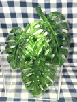 New Sparkly Monstera Leaves S.c. Wallflower Nightlight Plug-in Bath & Body Works. Fixed Price $48.00.