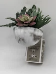 Bath & Body Work Succulent Planter Wallflower Fragrance Light Up 24/7 Plug In. Fixed Price $24.89.