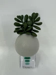 New Succulent Planter Wallflower Scent Control Plug-in Bath & Body Works. Fixed Price $22.50.