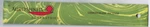 Two Pack: Lemongrass, Auroshikha Incense, 10 Gram (8-15 Stick) Packages. Fixed Price $7.87.