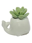 Bath & Body Works Whale Succulent Plant Wallflower Fragrance Plug In New. Fixed Price $19.99.
