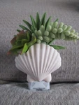 Nwt Bath & Body Works Seashell Succulent Plant Wallflower Plug-in Summer!. Fixed Price $34.99.