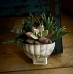 Bath & Body Work Succulent Planter Wallflower Fragrance Light Up 24/7 Plug In. Fixed Price $23.99.