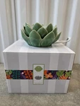 Scentsy Desert Bloom Electric Plug In Wax Warmer Green Ceramic Succulent Decor. Fixed Price $27.99.