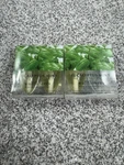 Bath & Body Works Eucalyptus Mint Wallflowers Home Fragrance Refills 2 Pack Lot. Fixed Price $18.99.