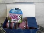 6 Yankee Candle Single Wax Melt .... Wild Orchid Free Shipping. Fixed Price $22.00.