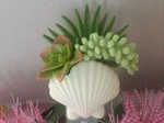 Bath & Body Works White Shell Succulent Wallflowers Diffuser - New 4 Summer!. Fixed Price $18.95.