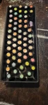 Doterra Essential Oils Your Choice $15 Updated Added More. Fixed Price $15.00.
