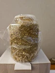 Scentsy Glitter Gold Wax Warmer/melter Wall Plug-in New!! Holiday Bling. Fixed Price $19.95.