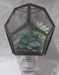 Bath & Body Works Wallflower Fragrance Plug Succulent In Glass Terrarium. Fixed Price $50.15.