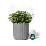 Lifelines Plant Diffuser Boxwood - Gray New. Fixed Price $26.00.