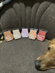Scentsy Wax Bars. Fixed Price $25.00.
