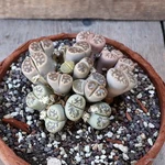 D5353 Lithops Hookerii POT16-H6-W11 Cm Mama Cactus. Fixed Price $80.00.