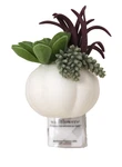 Bath & Body Works White Pumpkin Succulent Wallflower Plug Thanksgiving Fall. Fixed Price $16.19.