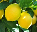 Lemon Essential Oil, All Natural, 100% Uncut, Lb (500 Ml). Half Price Sale.. Fixed Price $7.99.