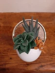 Bath And Body Works Bbw Wallflower Plug Warmer Succulent Plant Light Up 24/7 New. Fixed Price $24.99.
