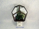Bath & Body Works Wallflowers Diffuser - Succulent Terrarium New (no Light). Fixed Price $26.95.