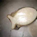 2-PACK Custom Scented Skate Wax (fish Puck & Cube). Fixed Price $14.00.