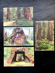 Vintage Antique Redwood Highway Linen Postcards California Lot 4 Unposted,. Fixed Price $16.00.