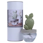 Gypsum Cactus Fragrance Diffuser- White Flower 100ML. Fixed Price $79.78.