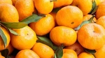 Tangerine Essential Oil, All Natural, 100% Uncut, Lb (500 Ml). Flat Rate Ship.. Fixed Price $29.00.