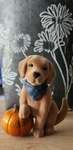 Bath & Body Works Dog With Pumpkin Wallflowers Scent Control Plug Fall 2025. Fixed Price $17.99.