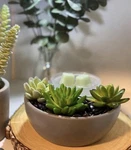 Scentsy Little Garden Element Wax Warmer Customizable Succulent Plant. Fixed Price $34.95.