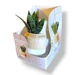 Better Homes & Gardens Snake Plant Fragrance Oil Diffuser Led Wall Plug Decor. Fixed Price $17.00.